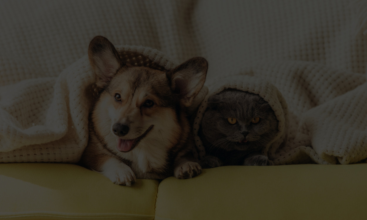 Brain | Mercado Pet no Brasil: Análise dos hábitos de consumo